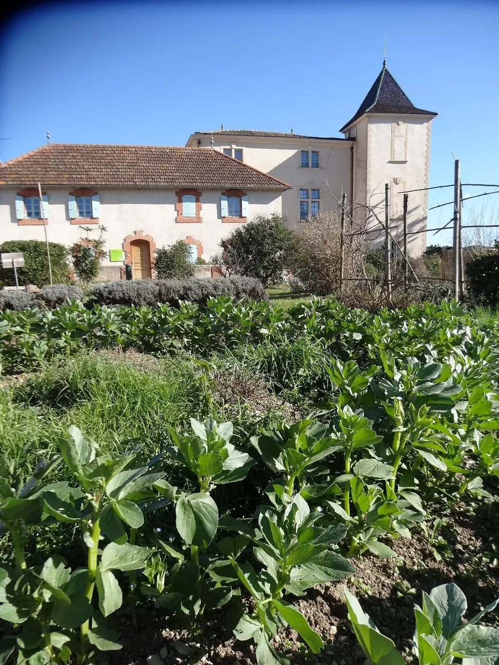 Image qui illustre: Atelier Initiation Jardinage Bio à Prades-le-Lez - 0
