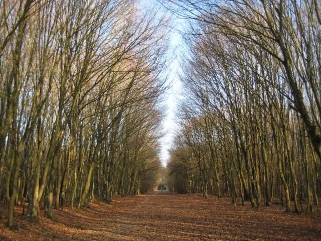 Image qui illustre: Forêt Domaniale De Rennes