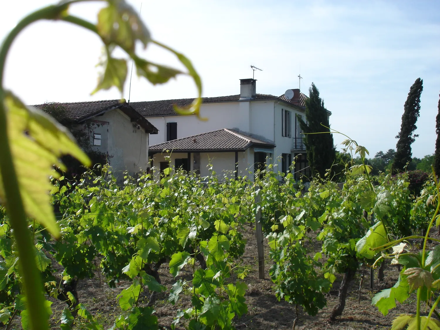 Image qui illustre: Vignobles Latrille Bonnin à Mazères - 2