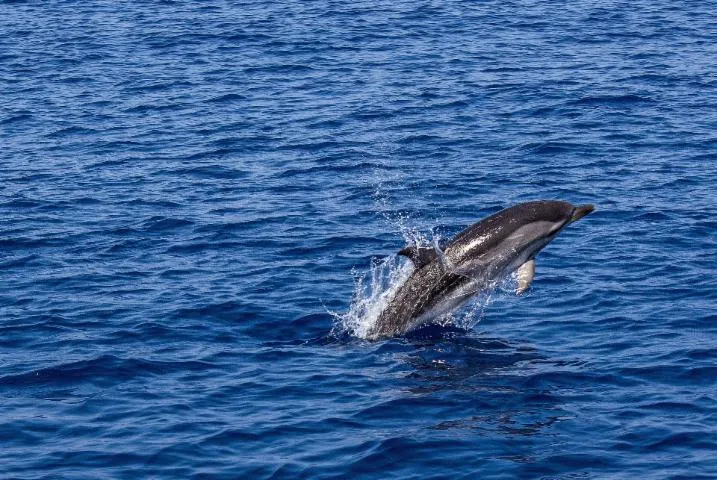 Image qui illustre: Excursion en bateau pour observer les dauphins