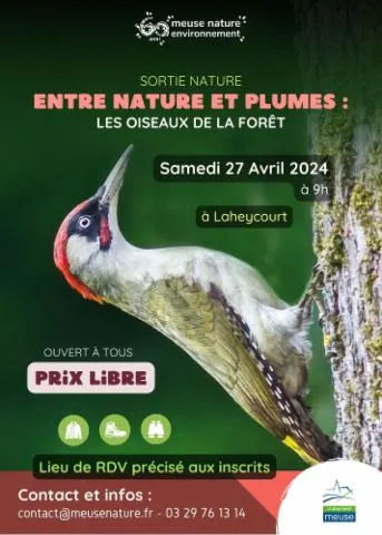 Image qui illustre: Sortie Nature - Entre Nature Et Plumes : Les Oiseaux De La Forêt De Laheycourt