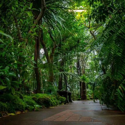 Image qui illustre: Découvrez les serres tropicales d'un des plus grands jardins botaniques de France