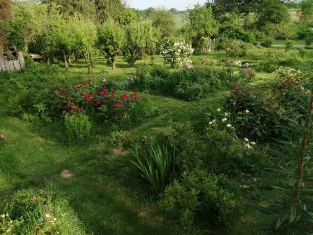 Image qui illustre: Découverte d'un jeune jardin de rosiers anciens et botaniques