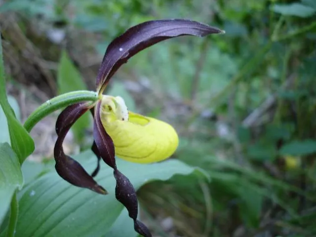 Image qui illustre: Site Natura 2000 - Habitats : Le Sabot De Venus