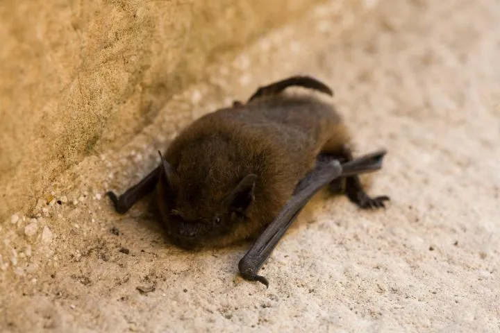 Image qui illustre: Site Natura 2000 - Habitats : Les Chauves-souris