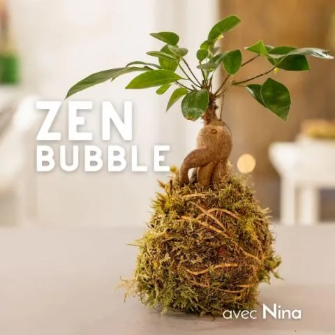 Image qui illustre: Réalisez votre kokedama