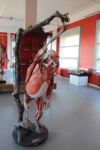 Image qui illustre: Musee Et Conservatoire D'anatomie