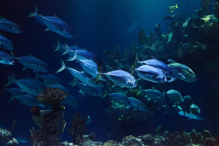 Image qui illustre: Aquarium de Lyon