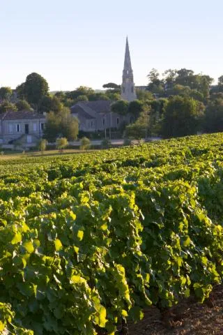 Image qui illustre: Dégustation de 10 vins Grand Cru de Bourgogne