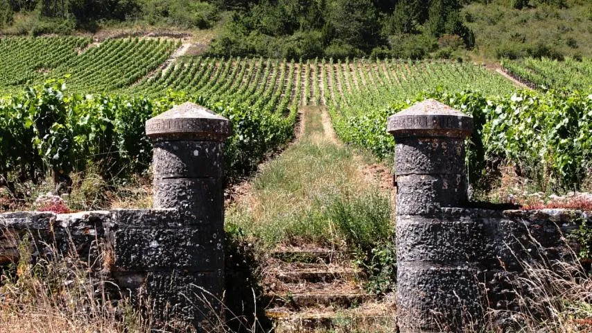 Image qui illustre: Tour à vélo et dégustations dans les vignobles de Bourgogne