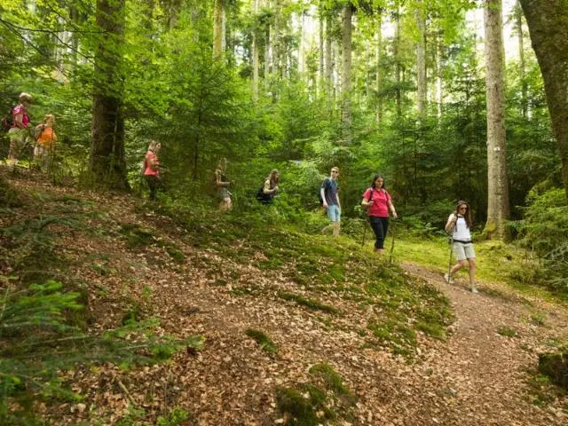 Image qui illustre: Circuit Autour D'uzefaing