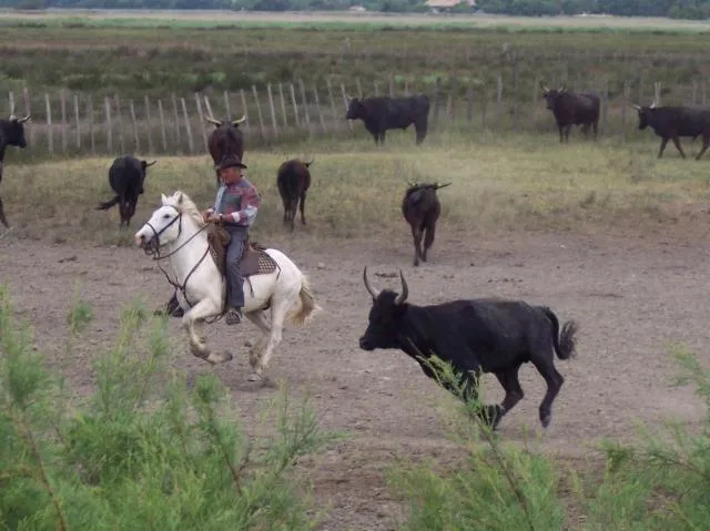 Image qui illustre: Excursion dans une manade camarguaise
