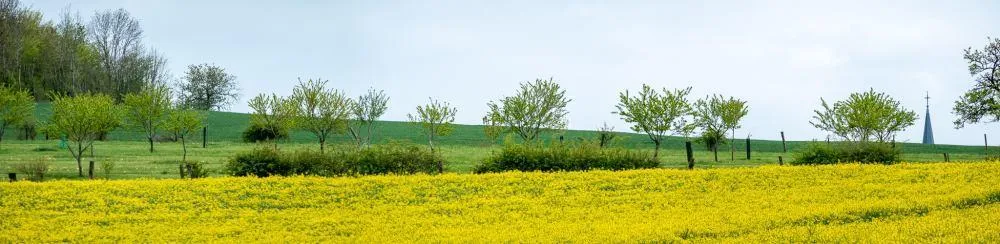 Image qui illustre: Sentiers À La Croisée Des Chemins : Circuit 21 - Sentier Des Hauts De Harol