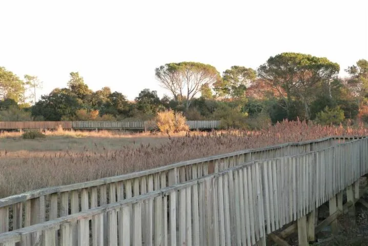 Image qui illustre: Le sentier du littoral de Gujan-Mestras