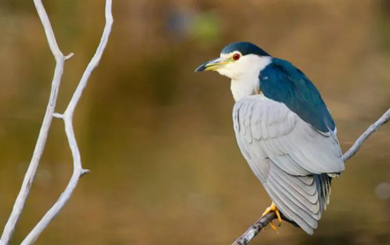 Image qui illustre: Réserve Ornithologique Du Teich