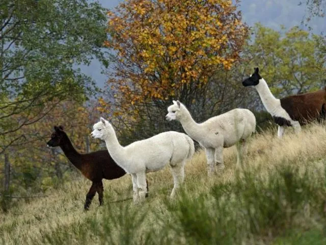 Image qui illustre: La Montagne Des Lamas Et Alpagas