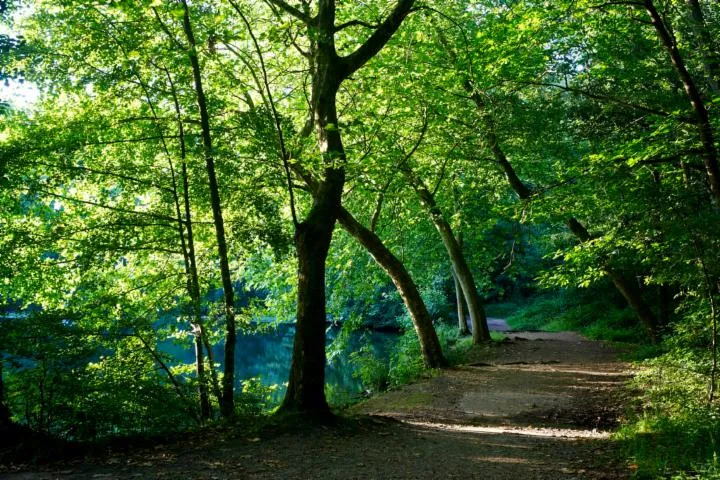 Image qui illustre: Forêt domaniale de Meudon