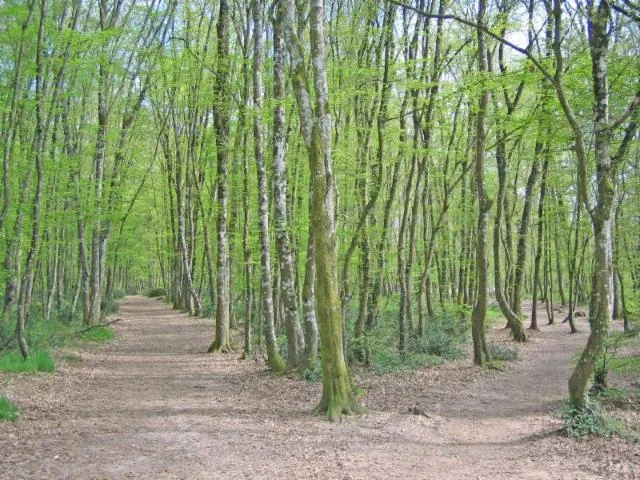 Image qui illustre: Forêt De Bouconne