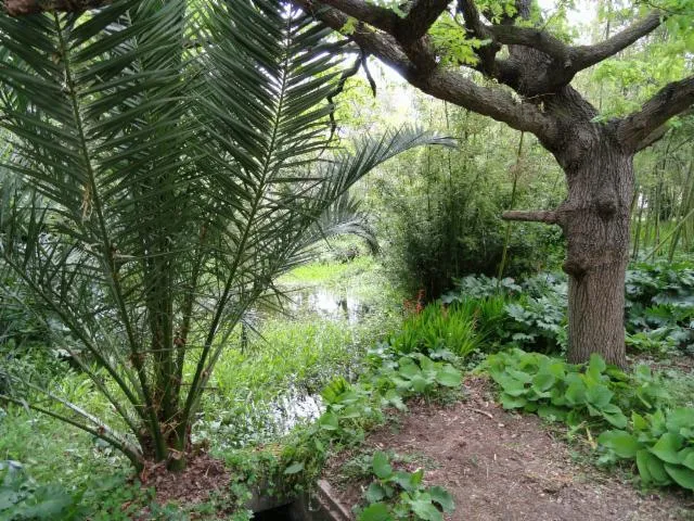 Image qui illustre: Jardin Botanique Villa Thuret