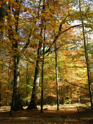 Forêt domaniale de Saint-Sauvant