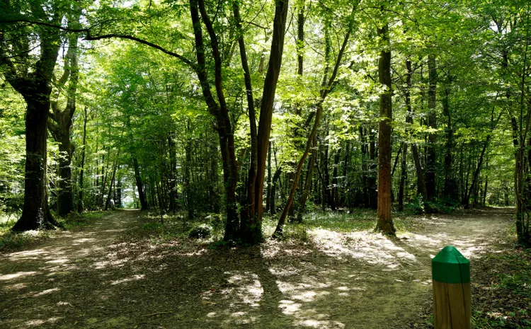 Image qui illustre: Bois de Margnat à Artigues-près-Bordeaux - 2