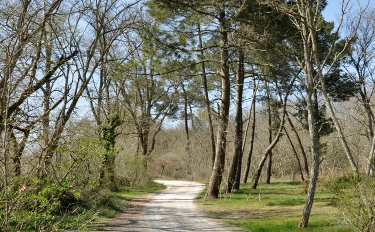 Image qui illustre: Bois du Déhès & Moulin du Moulinat à Le Haillan - 0