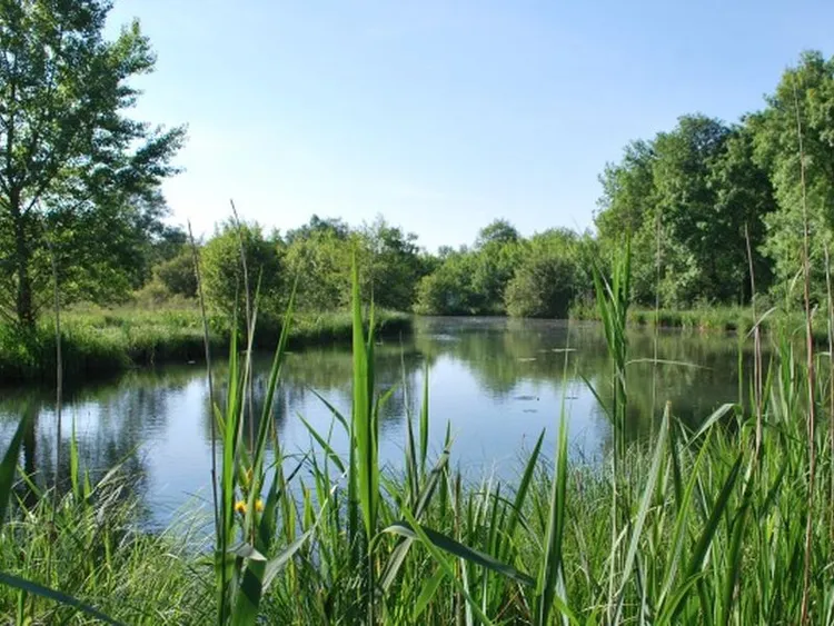 Image qui illustre: Le site naturel du Moron à Prignac-et-Marcamps - 2