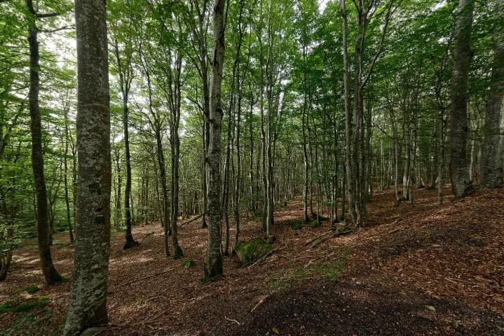 Image qui illustre: Forêt Domaniale de Pélissier