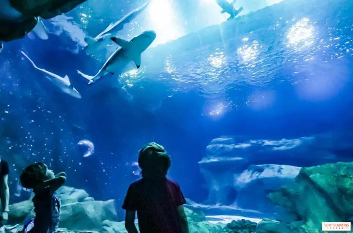 Image qui illustre: Aquarium de Paris - Cinéqua