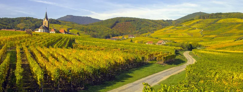 Image qui illustre: Route des vins d'Alsace