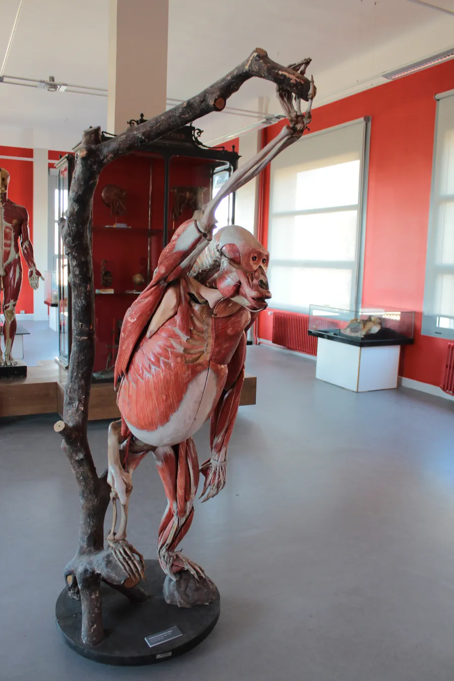 Image du carousel qui illustre: Musee Et Conservatoire D'anatomie à Montpellier