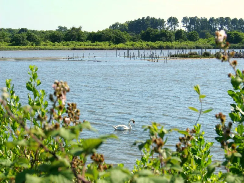Image du carousel qui illustre: Au Teich, Comme Un Oiseau Sur Le Sentier Du Littoral à Le Teich
