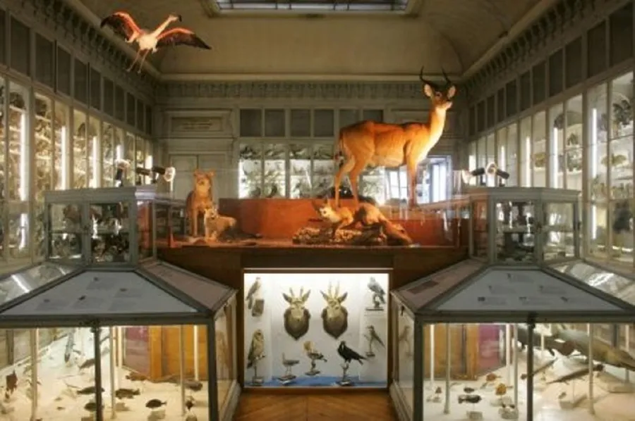Image du carousel qui illustre: Museum D'histoire Naturelle à Bayonne