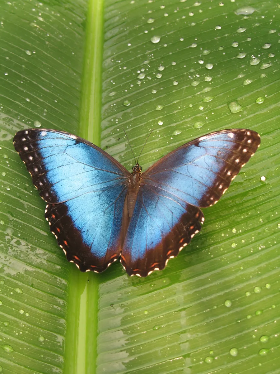 Image du carousel qui illustre: Le Tropique Du Papillon à Elne