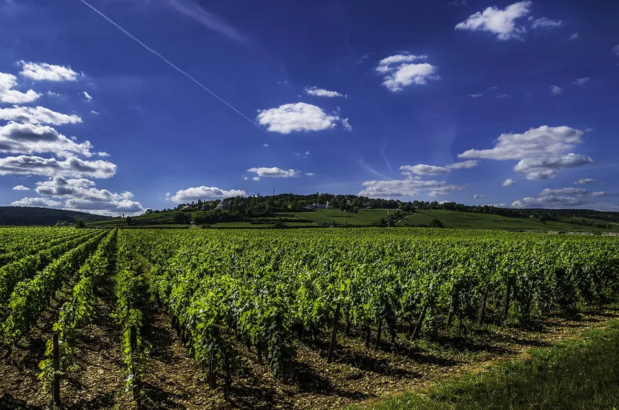 Image du carousel qui illustre: Tour à vélo et dégustations dans les vignobles de Bourgogne à Dijon
