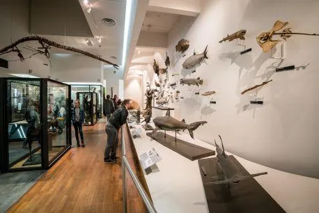 Image du carousel qui illustre: Museum-aquarium à Nancy